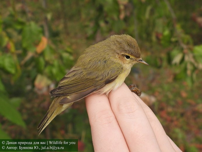 Маленькая птичка средней полосы