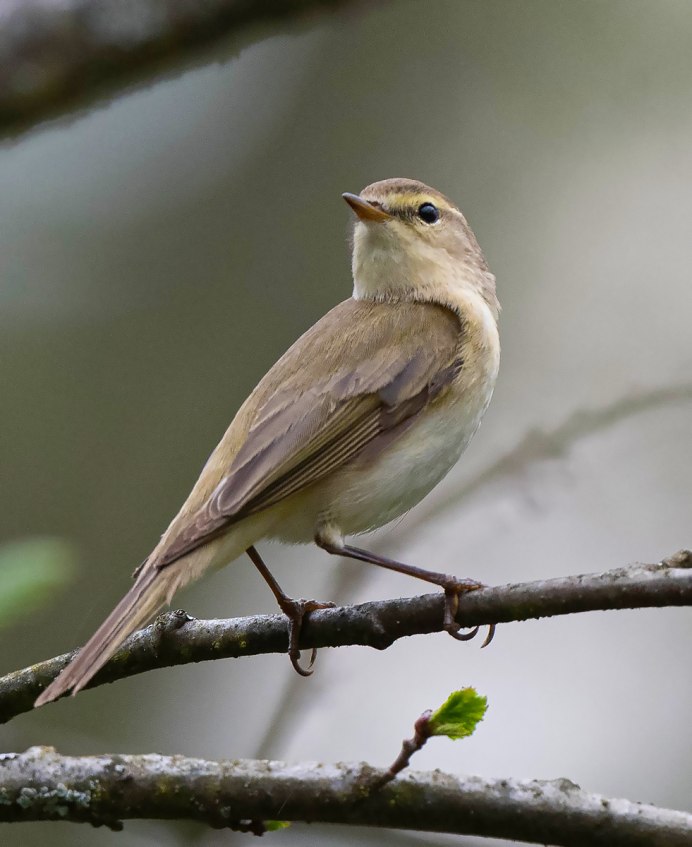 Певчие птицы Подмосковья