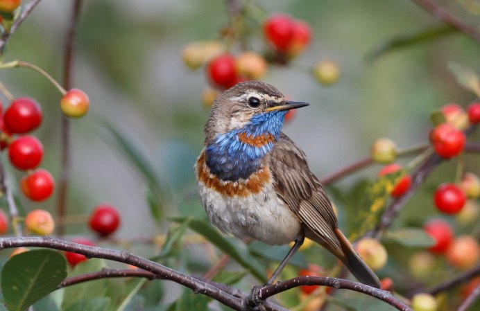 Красноголовые птицы средней полосы России
