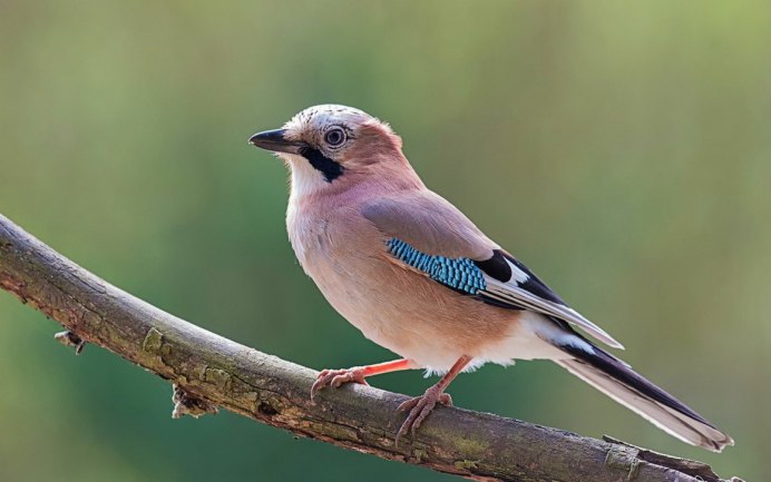 Певчие птицы Урала перелетные