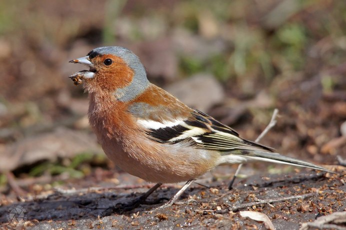 Желтоголовый королёк птица