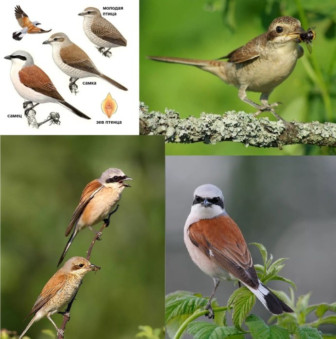 Восточная малая мухоловка