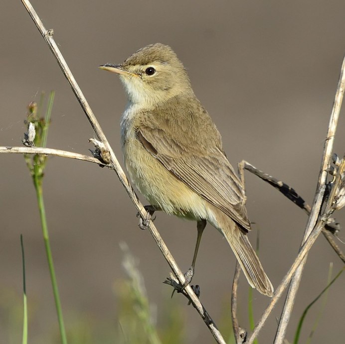 Лесная птичка Южного Урала серенькая