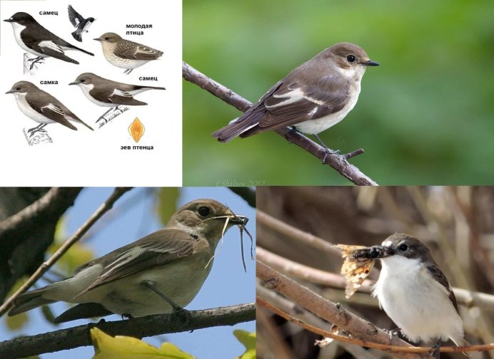 Хохлатая свиристель