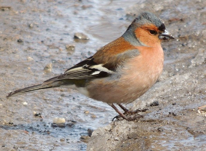 Певчая Птаха Зяблик