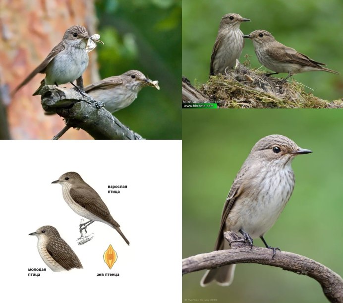 Галапагосский Зяблик