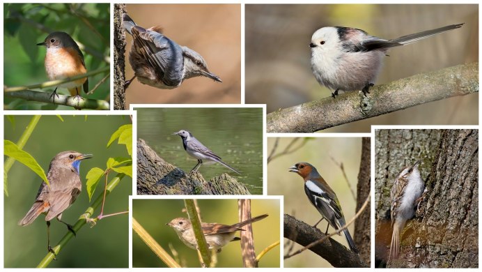 Зяблик (fringilla COELEBS)