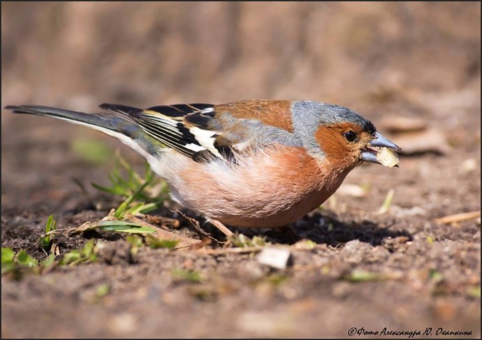 Сойка garrulus glandarius