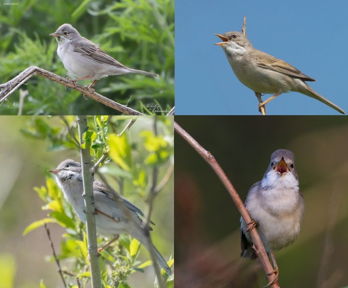 Отряд Воробьинообразные синица