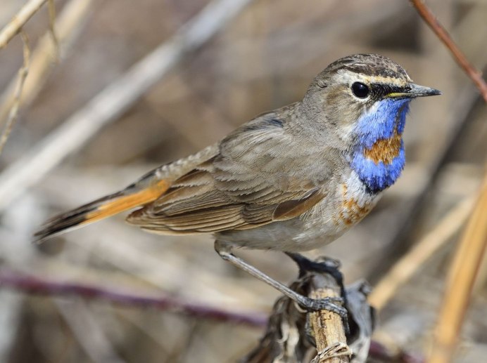 Коноплянка (Реполов) (cannabina cannabina);