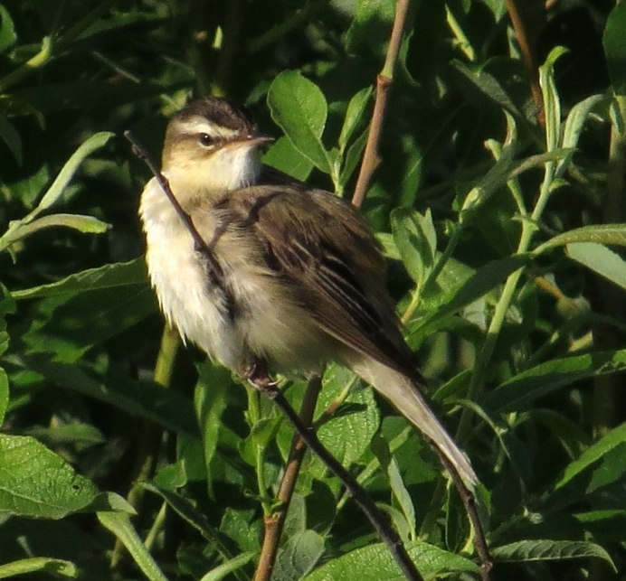 Певчие птицы Урала перелетные