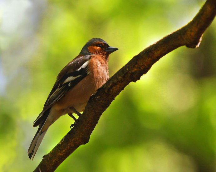 Полевой Дрозд