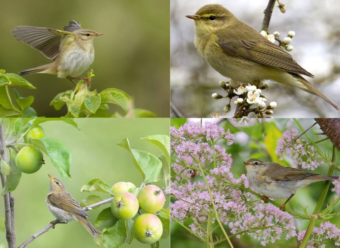 Птицы Ярославской области