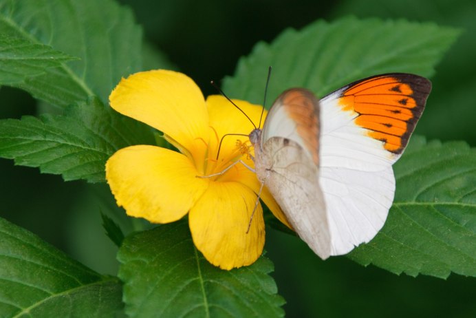Hebomoia glaucippe