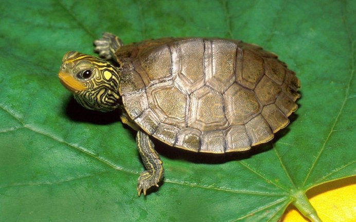 Мраморная черепаха