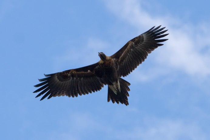 Aigle Royal Grandeur