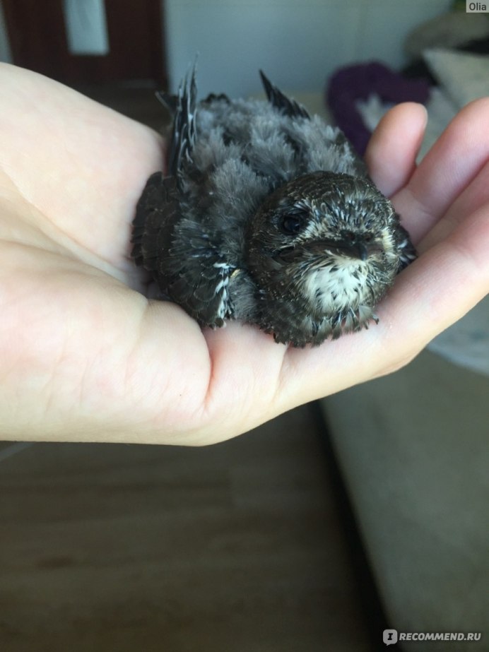 Суастуу (Hirundo Rustica l. Hirundo)