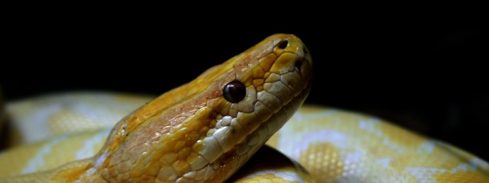 Белая змея с желтыми глазами