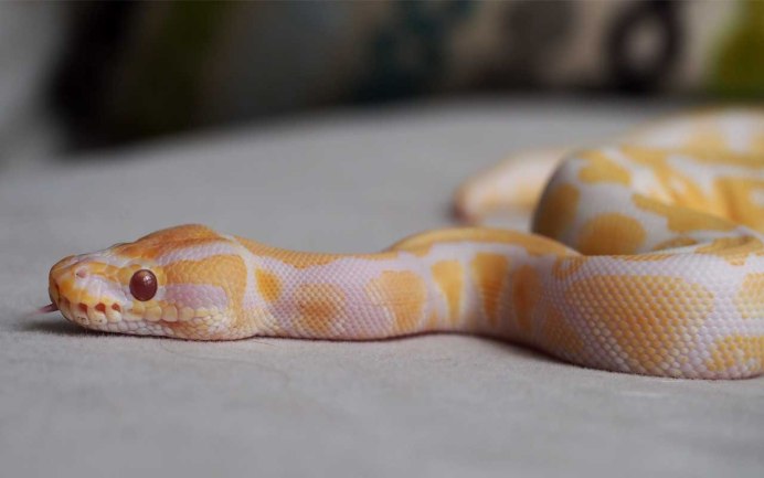 Змея питон желтый