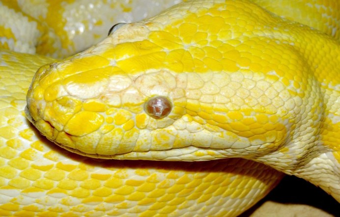 Тигровый питон желтый