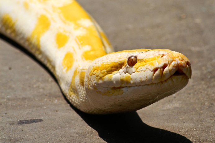 Белый тигровый питон с жёлтыми пятнами