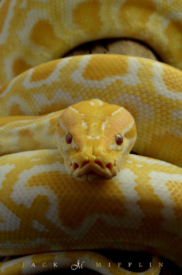 Желтобрюхий питон