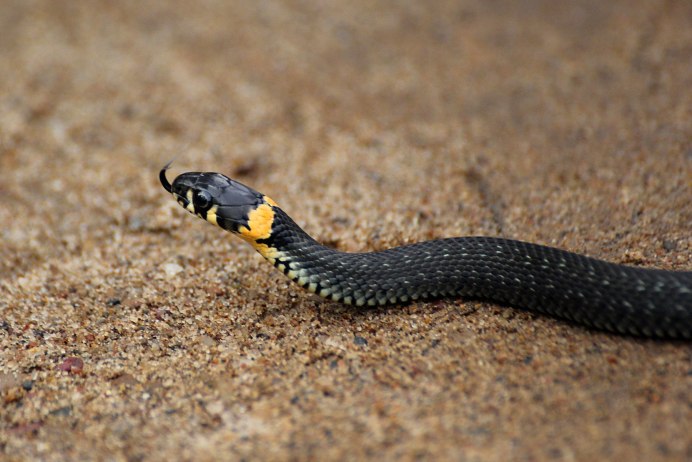 Морда тигрового питона