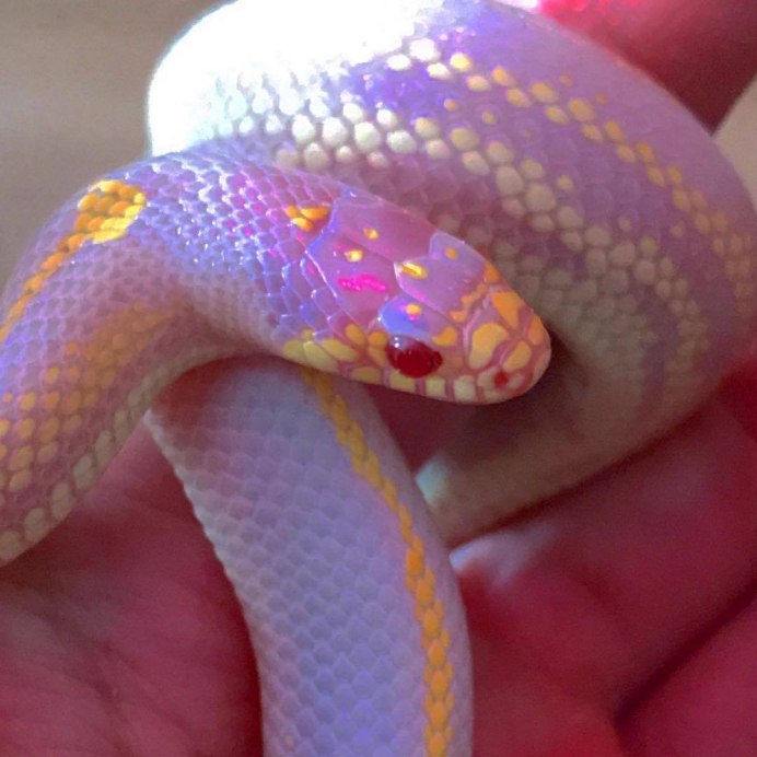 Кожа змеи пожелтела