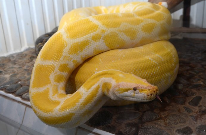 Желтый полоз Краснодарский край