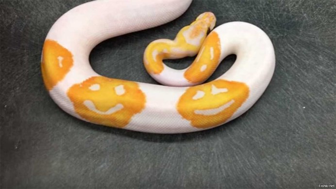 Питон Королевский Региус белые