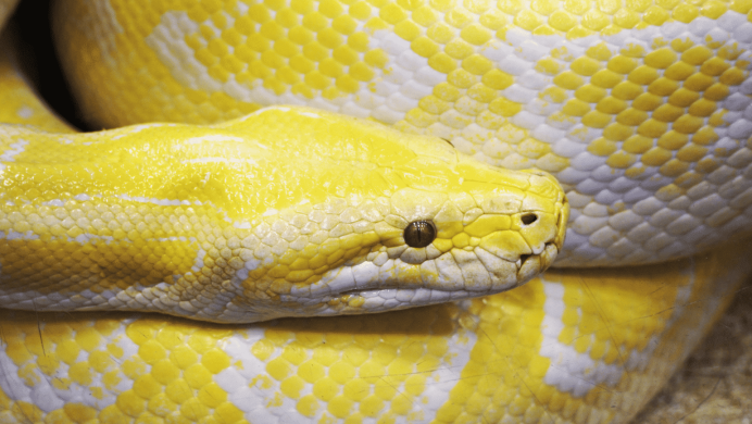 Змея с желтыми пятнами