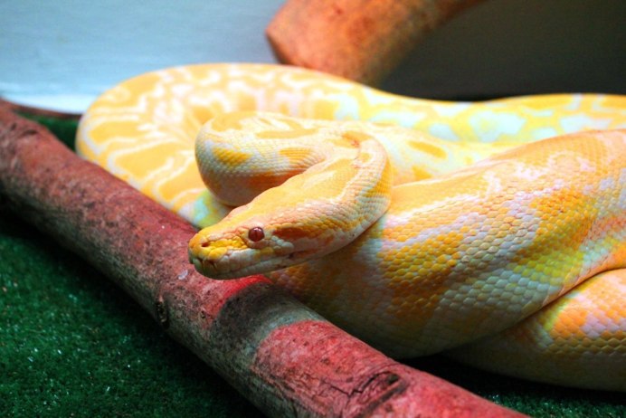 Красноголовый Крайт змея