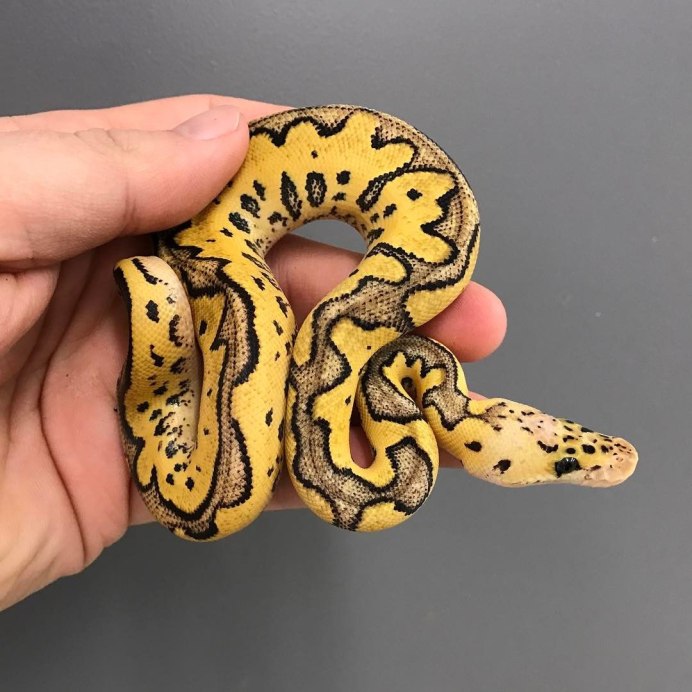 Желтая змея с красными глазами