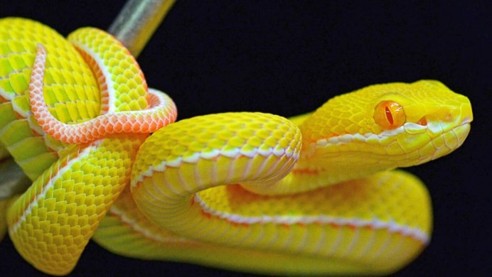 Змея зеленая с желтыми пятнами