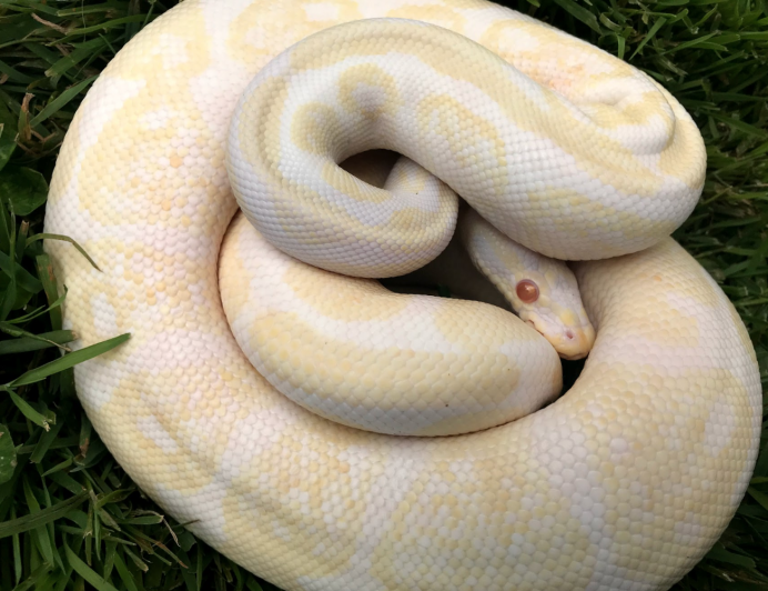 Королевский питон Albino