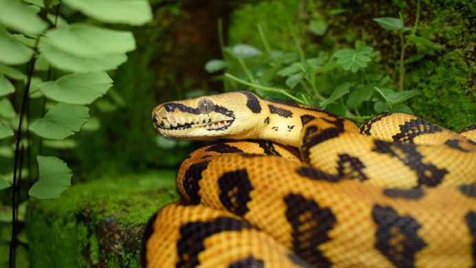 Королевский питон желтый