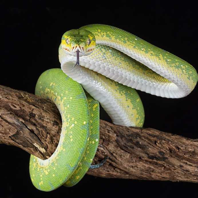 Тигровый питон альбинос