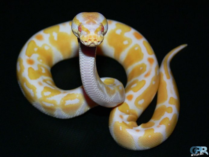 Удав желтобрюх