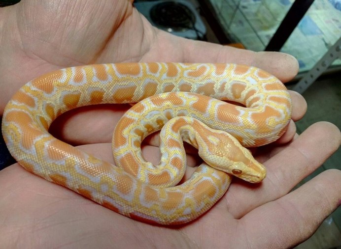 Итоговый питон альбинос