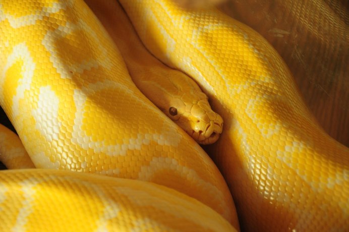 Lavender Albino Ball Python
