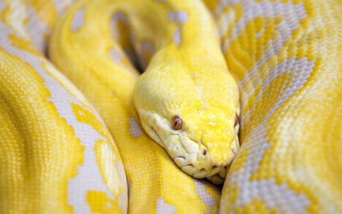 Королевский питончик