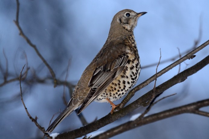 Дрозд-деряба (turdus viscivorus)