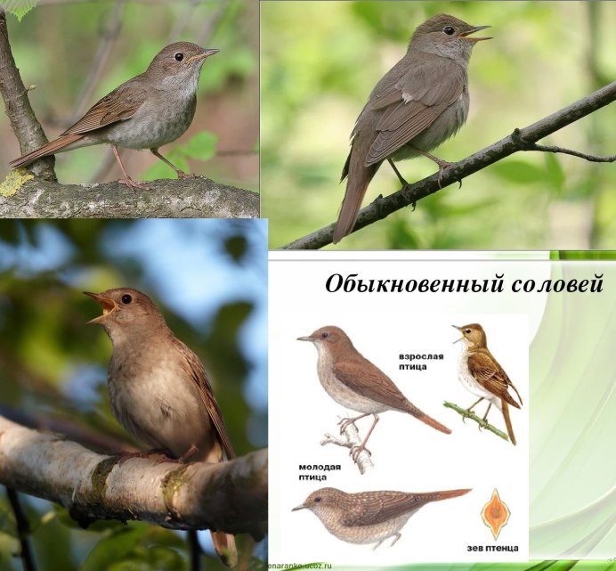 Певчие птицы Урала перелетные
