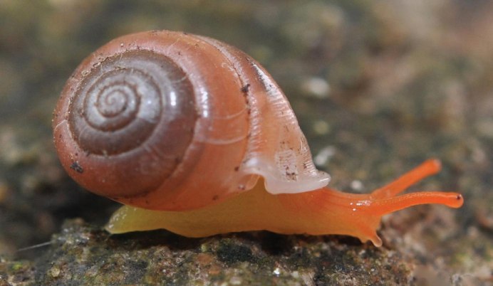 Улитка Priotrohatella stellata