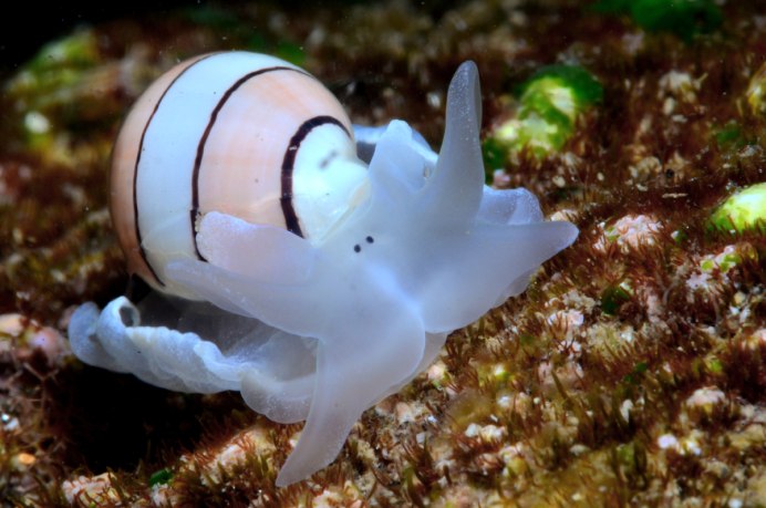 Морская улитка Bullina lineata.