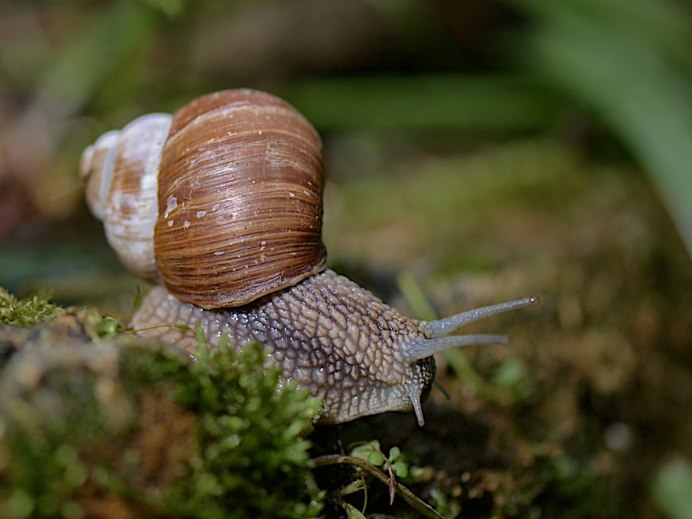 Улитка Helix pomatia