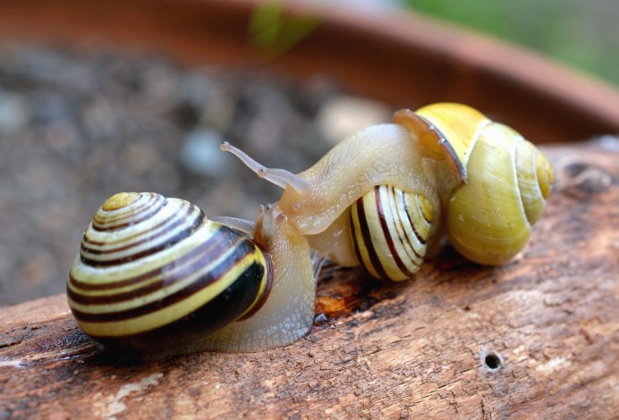 Морская улитка Leaden Sand Snail