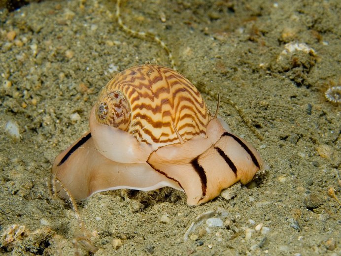 Морские брюхоногие моллюски