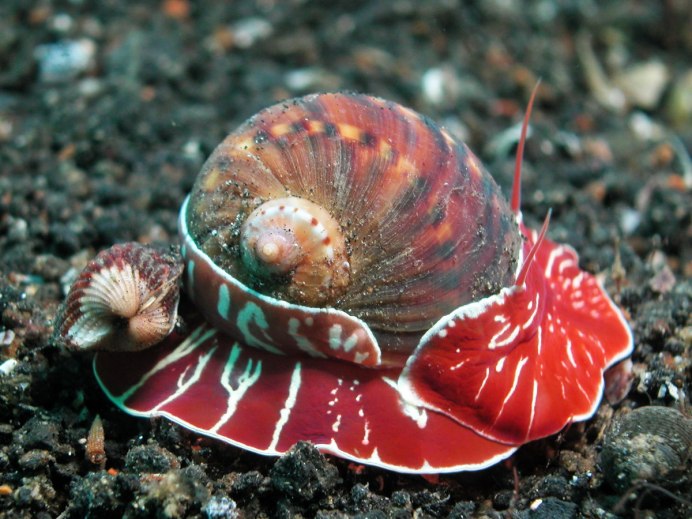 Брюхоногие морские улитки
