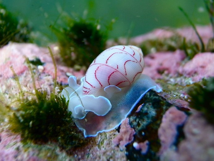 Bullina lineata